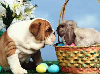 Dog with rabbit in basket