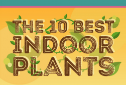 10 best indoor plants header