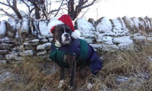 Barks for Larks Christmas Competition