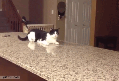 Cat slides off countertop