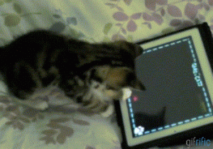 Cat playing game on tablet