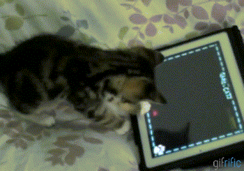Cat playing game on tablet